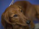Собаки, щенята Довгошерста такса, ціна 3800 Грн., Фото