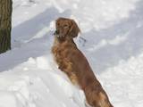 Собаки, щенята Довгошерста такса, ціна 3800 Грн., Фото