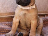 Собаки, щенята Бульмастиф, ціна 5000 Грн., Фото