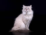 Кішки, кошенята Невськая маскарадна, ціна 4000 Грн., Фото