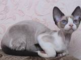 Кошки, котята Девон-рекс, цена 2000 Грн., Фото