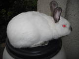 Животноводство Кролиководство, цена 180 Грн., Фото