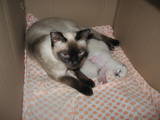 Кошки, котята Сиамская, цена 400 Грн., Фото