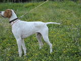 Собаки, щенята Англійський пойнтер, ціна 3500 Грн., Фото