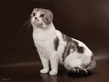 Кошки, котята Спаривание, цена 1200 Грн., Фото