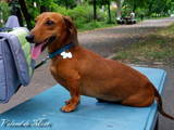 Собаки, щенята Гладкошерста такса, ціна 500 Грн., Фото
