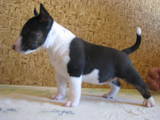 Собаки, щенята Мініатюрний бультер'єр, ціна 10000 Грн., Фото