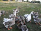 Птицеводство Гуси, Фото
