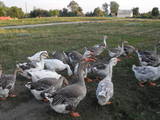 Птицеводство Гуси, Фото