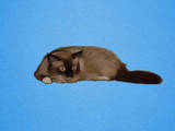 Кошки, котята Невская маскарадная, цена 1 Грн., Фото