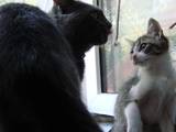 Кішки, кошенята Білоніжка, ціна 2 Грн., Фото
