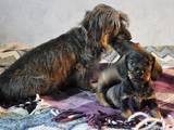 Собаки, щенята Жорсткошерста такса, ціна 920 Грн., Фото