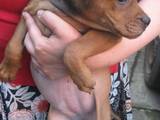 Собаки, щенята Мальоркскій бульдог (Ка Де Бо), ціна 3000 Грн., Фото