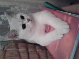 Кошки, котята Шиншилла, цена 1500 Грн., Фото