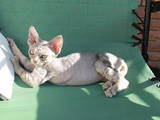 Кошки, котята Девон-рекс, цена 1000 Грн., Фото