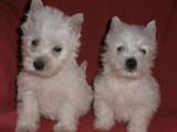 Собаки, щенки Вестхайленд уайт терьер, цена 4000 Грн., Фото
