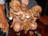 Собаки, щенки Бордосский дог, цена 5000 Грн., Фото