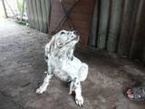 Собаки, щенята Англійський сетер, ціна 800 Грн., Фото