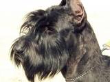 Собаки, щенята Різеншнауцер, ціна 3500 Грн., Фото