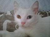 Кішки, кошенята Турецька Ангора, ціна 1 Грн., Фото