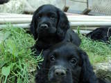 Собаки, щенки Американский коккер, цена 800 Грн., Фото