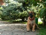 Собаки, щенята Мальоркскій бульдог (Ка Де Бо), ціна 8000 Грн., Фото