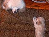 Собаки, щенята Карликовий пудель, ціна 800 Грн., Фото