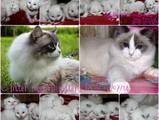 Кішки, кошенята Регдолл, ціна 10000 Грн., Фото
