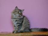 Кішки, кошенята Сибірська, ціна 2000 Грн., Фото