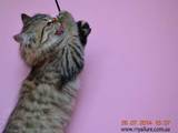 Кошки, котята Сибирская, цена 2000 Грн., Фото