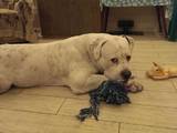 Собаки, щенята Американський бульдог, ціна 500 Грн., Фото