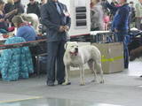 Собаки, щенята Американський бульдог, ціна 500 Грн., Фото