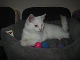 Кошки, котята Белоножка, цена 3 Грн., Фото