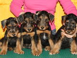 Собаки, щенки Эрдельтерьер, цена 6000 Грн., Фото
