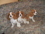 Собаки, щенки Кавалер-Кинг-Чарльз спаниель, цена 3800 Грн., Фото