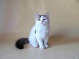 Кішки, кошенята Highland Fold, ціна 800 Грн., Фото
