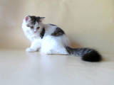 Кошки, котята Хайленд Фолд, цена 800 Грн., Фото