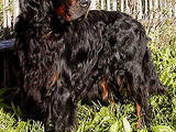 Собаки, щенята Сетер-гордон, ціна 3000 Грн., Фото