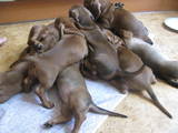 Собаки, щенки Гладкошерстная миниатюрная такса, цена 1500 Грн., Фото