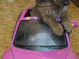 Собаки, щенята Гладкошерста мініатюрна такса, ціна 1500 Грн., Фото