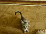 Кішки, кошенята Оцикат, ціна 2000 Грн., Фото