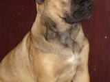 Собаки, щенята Мальоркскій бульдог (Ка Де Бо), ціна 4000 Грн., Фото