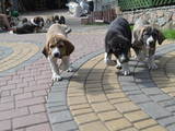 Собаки, щенки Испанский мастиф, цена 8000 Грн., Фото