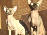 Кошки, котята Канадский сфинкс, цена 6000 Грн., Фото