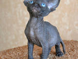 Кошки, котята Канадский сфинкс, цена 6000 Грн., Фото