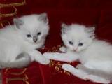 Кішки, кошенята Регдолл, ціна 6500 Грн., Фото