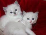 Кішки, кошенята Регдолл, ціна 6500 Грн., Фото