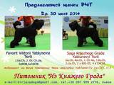 Собаки, щенки Черный терьер, цена 6000 Грн., Фото