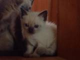 Кішки, кошенята Сіамська, ціна 350 Грн., Фото
