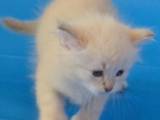 Кішки, кошенята Невськая маскарадна, ціна 2500 Грн., Фото